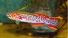 A.gerdneri Makurdi.JPG