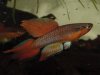Chr. bittaeniatum.JPG