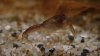 cherax_2.JPG