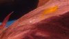 redfire_orange.JPG