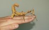 Extatosoma_tiaratum_3.jpg