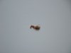 Bee.JPG