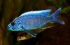 Unser Sciaenochromis ahli by Dakes87.jpg