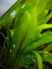 Blatt_750_1000.jpg
