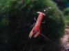 cherax_3.JPG