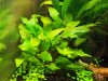 Cryptocoryne wilissi.jpg