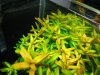 rotala rotundifolia.jpg