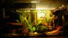 Aquarium.JPG