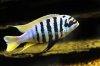 maylandia_zebra_x.jpg