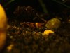 rote sulaweis hummel caridina sp. 036.jpg