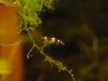 Bees und Skalare 207 (960 x 720).jpg