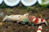 Bild 149-1.jpg