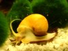 schnecke.JPG