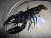 Cherax.JPG