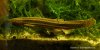Misgurnus fossilis 003-b.jpg