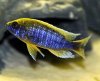 aulonocara jacobfreibergi mamelela.jpg