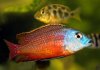 protomelas taeniolatus boadzulu.jpg