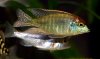 lethrinops red cap.jpg