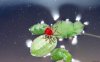 rote Spinne.jpg