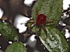 rotespinne_2.jpg