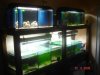 Aquarienregal.jpg