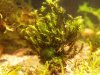 Fissidens nobilis.JPG