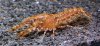 cambarellus blacki.jpg
