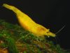 gelbe heteropoda.jpg
