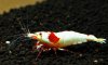 Red Bee non Japan.jpg