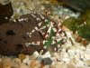 Crystal-Red-Mischlinge.jpg