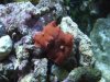 rote scheibenanemone.jpg