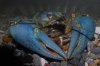 Astacus_Blue1.JPG