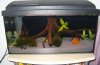 Aquarium 007.JPG