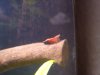 Aquarium 014.JPG
