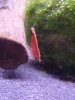 Aquarium 016.JPG