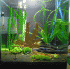 CIMG0342.gif