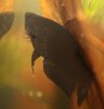 black weibchen.jpg