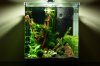 Aquarium_004.JPG