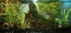 ansorgii_becken-2.jpg