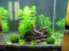 Garnelenaquarium 1a.JPG