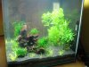 Garnelenaquarium 2a.JPG