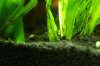 Aquarium_006.JPG