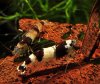 new bees 005.jpg