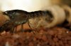 CPS-Weibchen-entlaesst-Juvenil-2.jpg