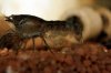 CPS-Weibchen-entlaesst-Juvenil-4.jpg