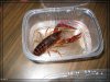 comp_IMG_5015.jpg