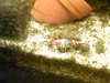 Foto0276.jpg