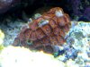 zoa1.jpg