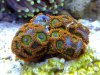 zoas2.jpg