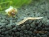 AQUARIUM 249.jpg